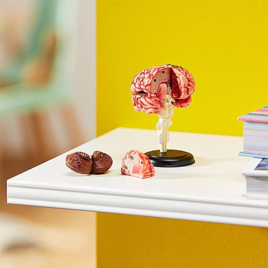 [ラーニング リソース]Learning Resources Anatomy Models Bundle Set LER3338 [並行輸入品] Amazon.com: Learning Resources Anatomy Models Bundle Set